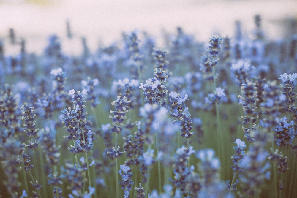 blue flowers on brown field during daytime