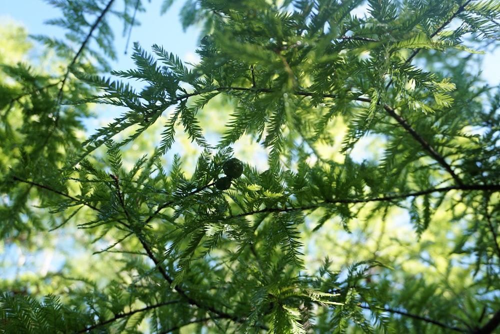 green leaves during day time