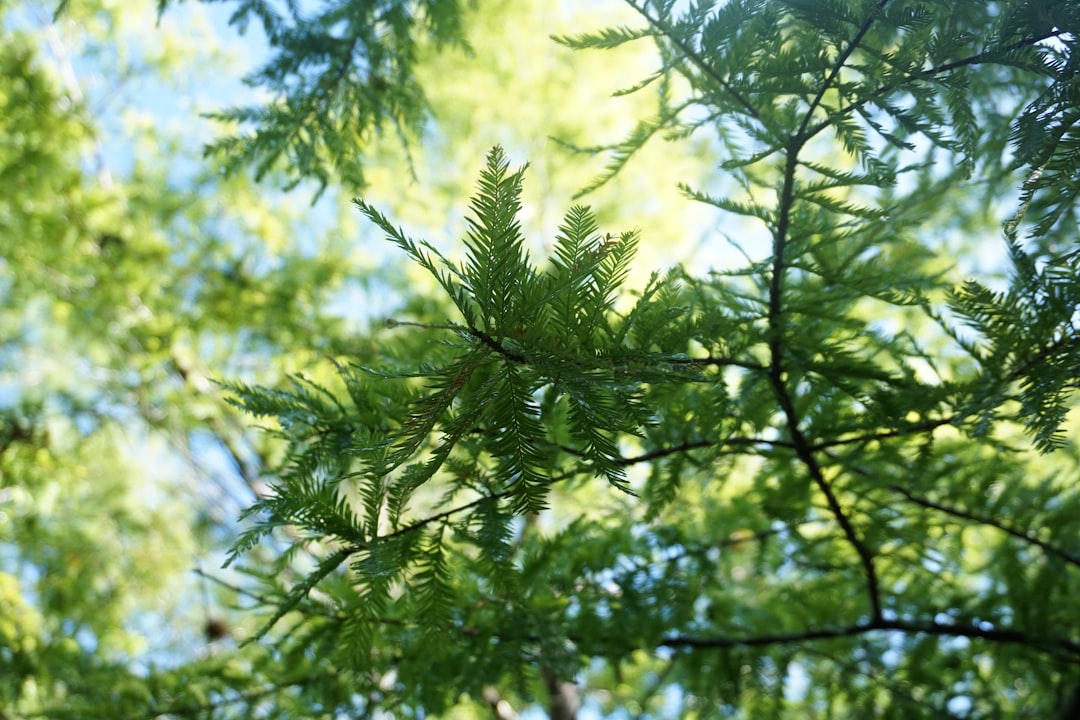 green leaves in tilt shift lens,