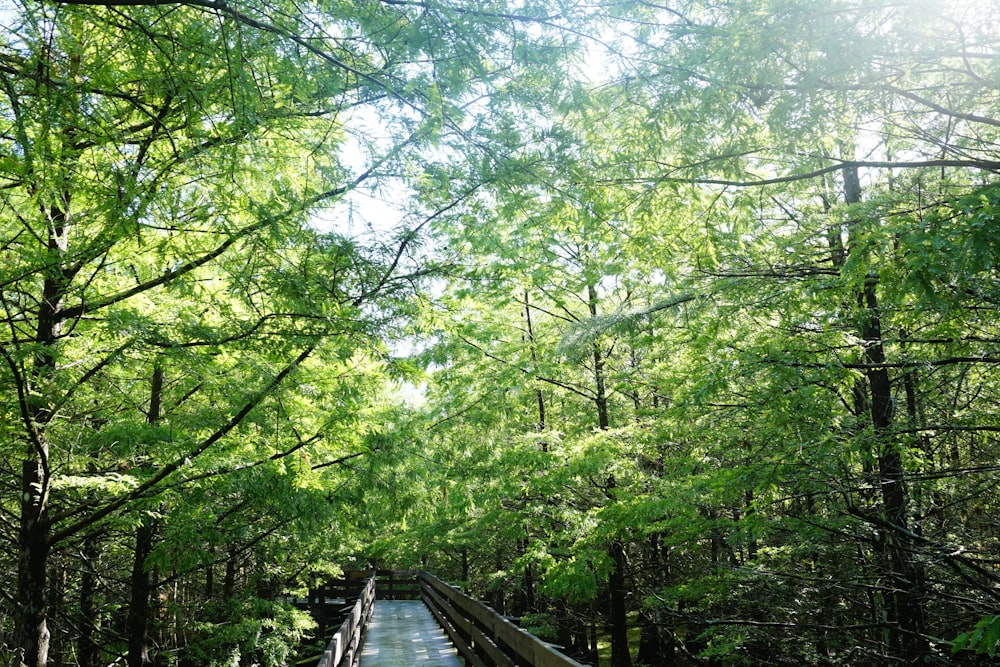 green trees under white sky during daytime