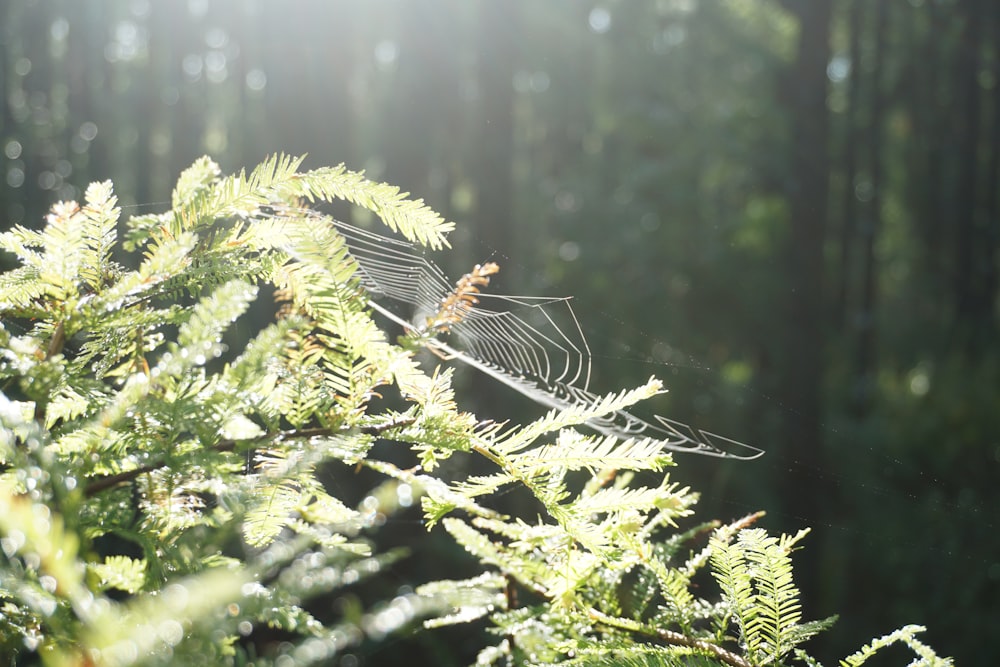 Spinne auf grüner Blattpflanze tagsüber