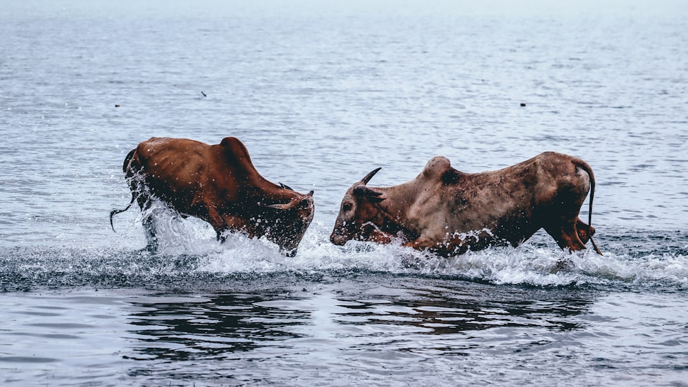 brown cow on water during daytime