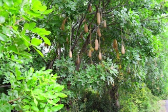 A lush green tree with elongated, sausage-shaped fruits hanging from its branches. The tree appears dense with bright green leaves, and the fruits are suspended on long stalks amidst the foliage. The environment is rich and verdant, indicating a healthy, thriving ecosystem.