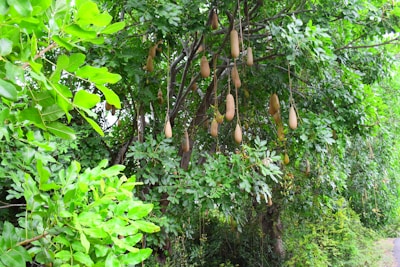 A lush green tree with elongated, sausage-shaped fruits hanging from its branches. The tree appears dense with bright green leaves, and the fruits are suspended on long stalks amidst the foliage. The environment is rich and verdant, indicating a healthy, thriving ecosystem.