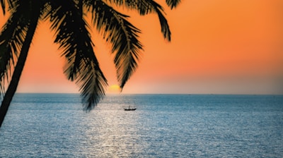 silhouette of palm tree on sea during sunset