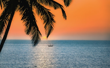 silhouette of palm tree on sea during sunset