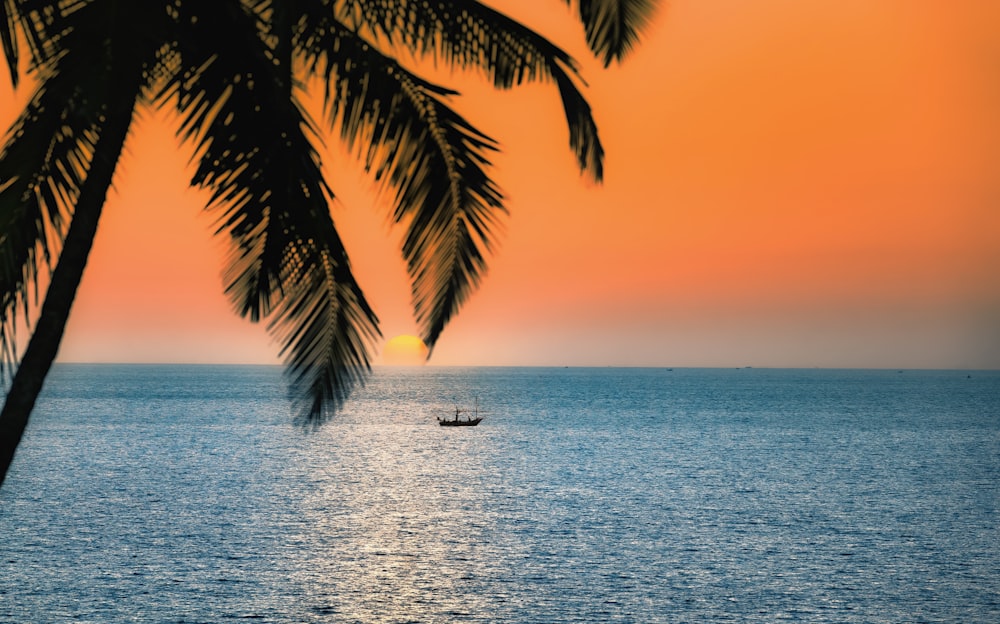 silhouette of palm tree on sea during sunset