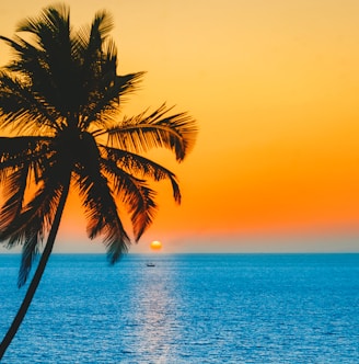 silhouette of palm tree near body of water during sunset