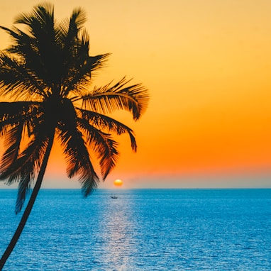 silhouette of palm tree near body of water during sunset