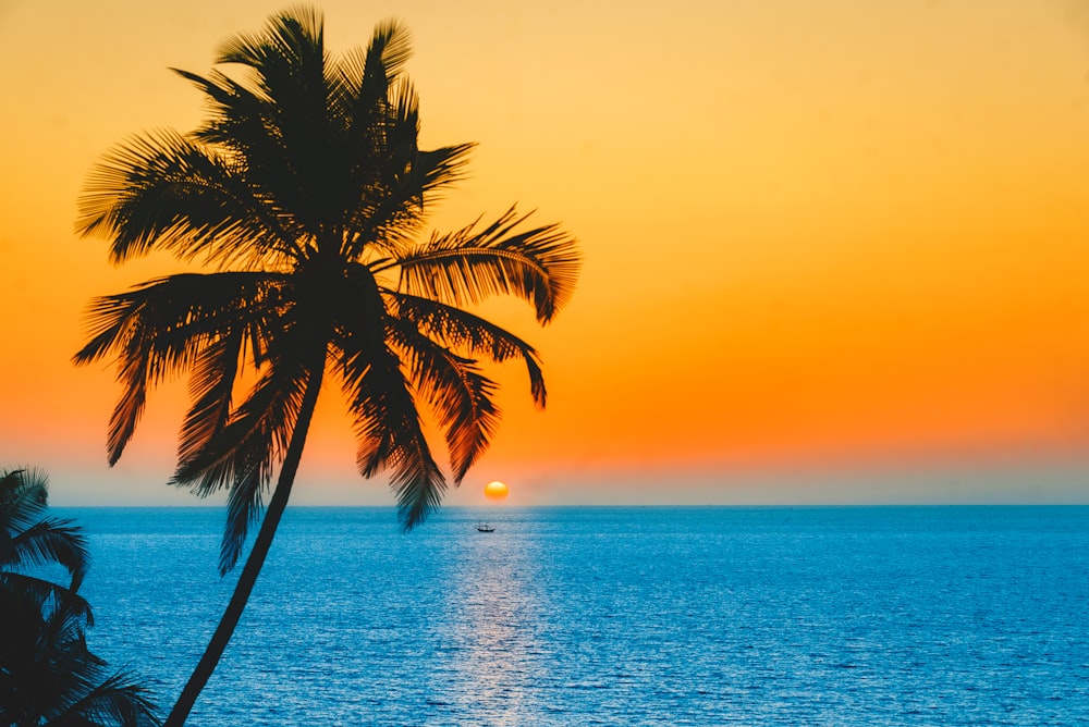 silhouette of palm tree near body of water during sunset