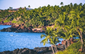 green palm trees near blue sea under blue sky during daytime