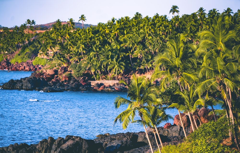 green palm trees near blue sea under blue sky during daytime