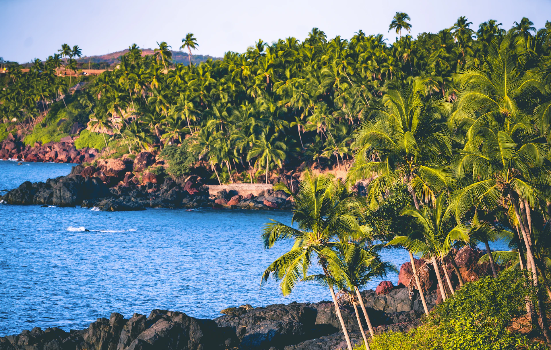 Green palm trees beside the blue Goa sea on a group tour route