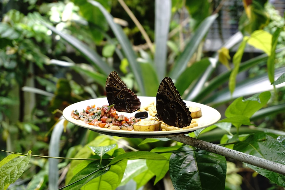 brown and black butterfly on white ceramic plate