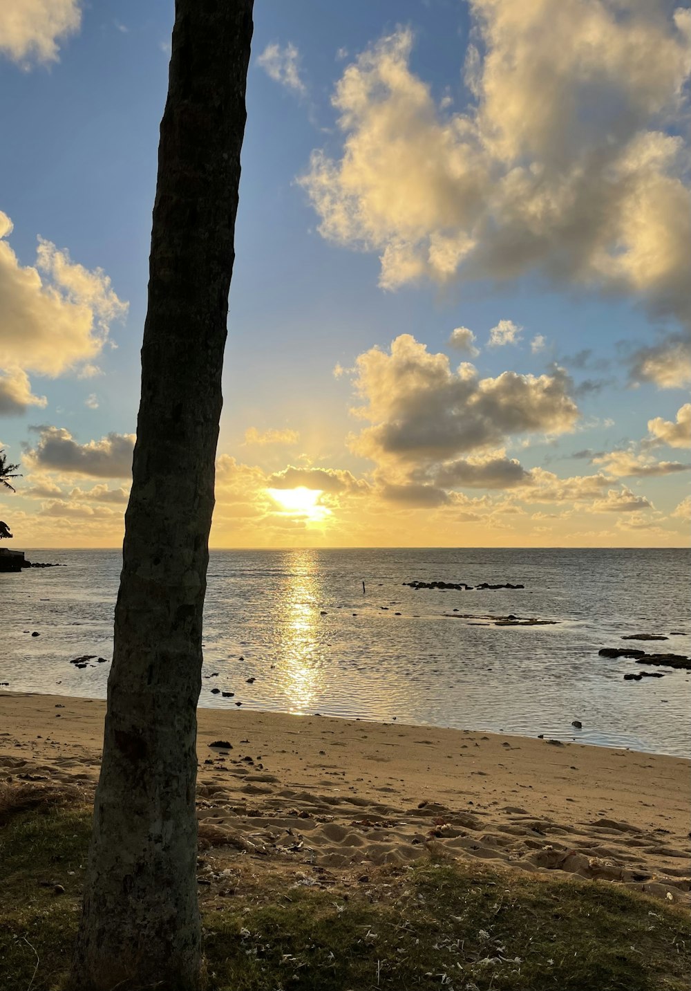 brown tree trunk on beach during sunset