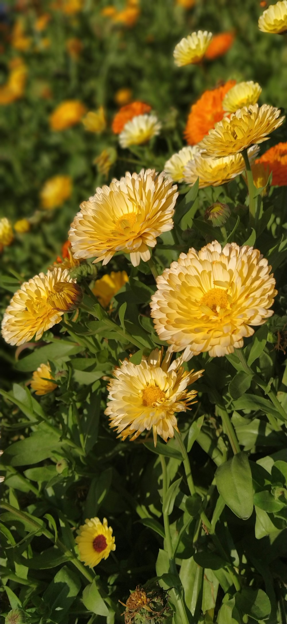 yellow flowers with green leaves