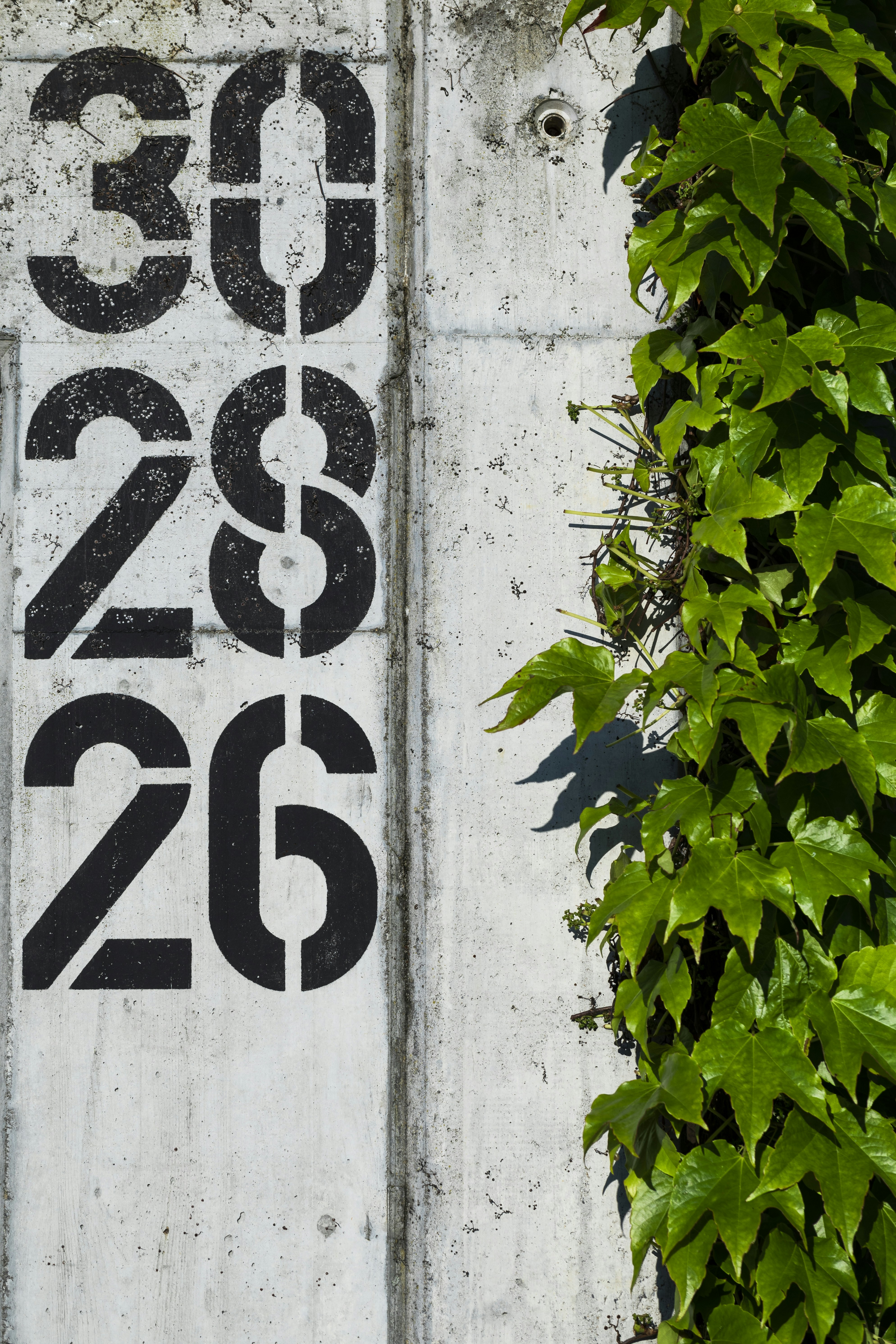 green leaves on white concrete wall