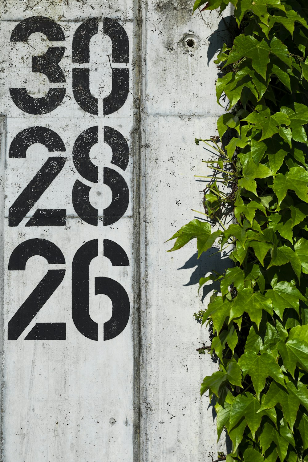 green leaves on white concrete wall