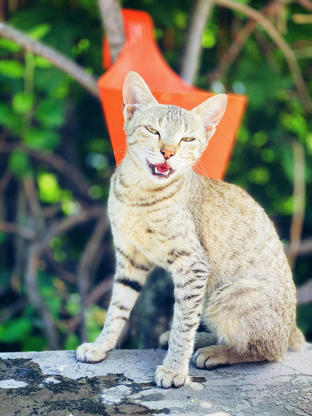 brown tabby cat on tree branch