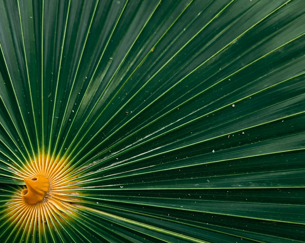 pianta verde e gialla in primo piano fotografia