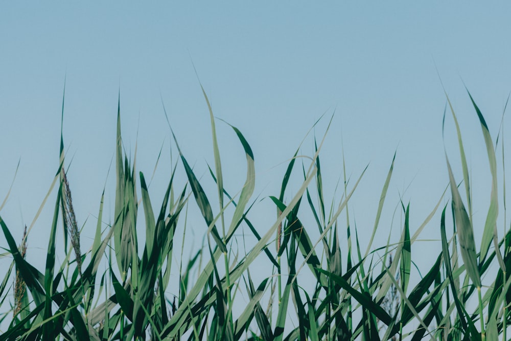 green grass under blue sky during daytime