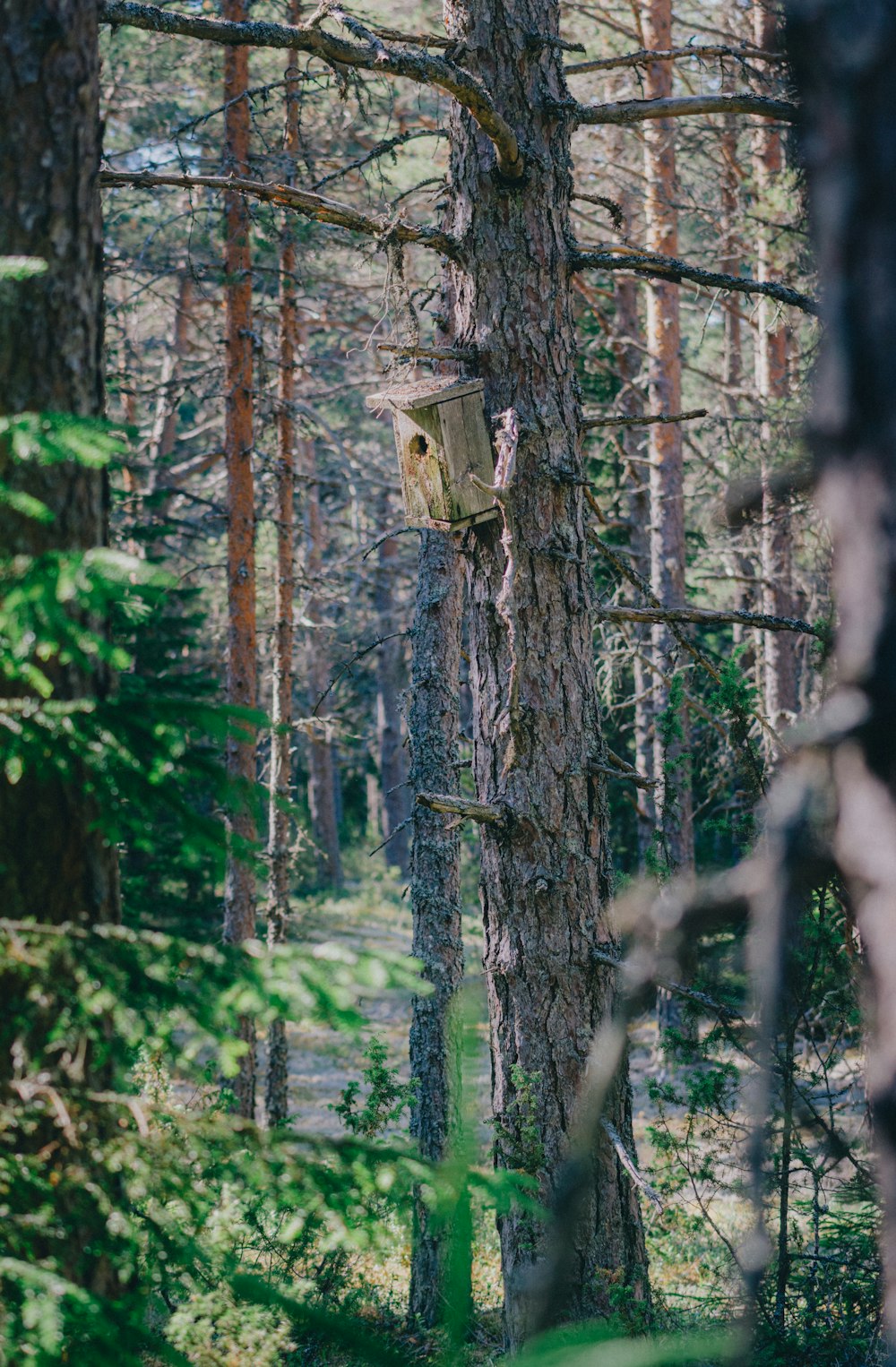 brown wooden birdhouse on tree