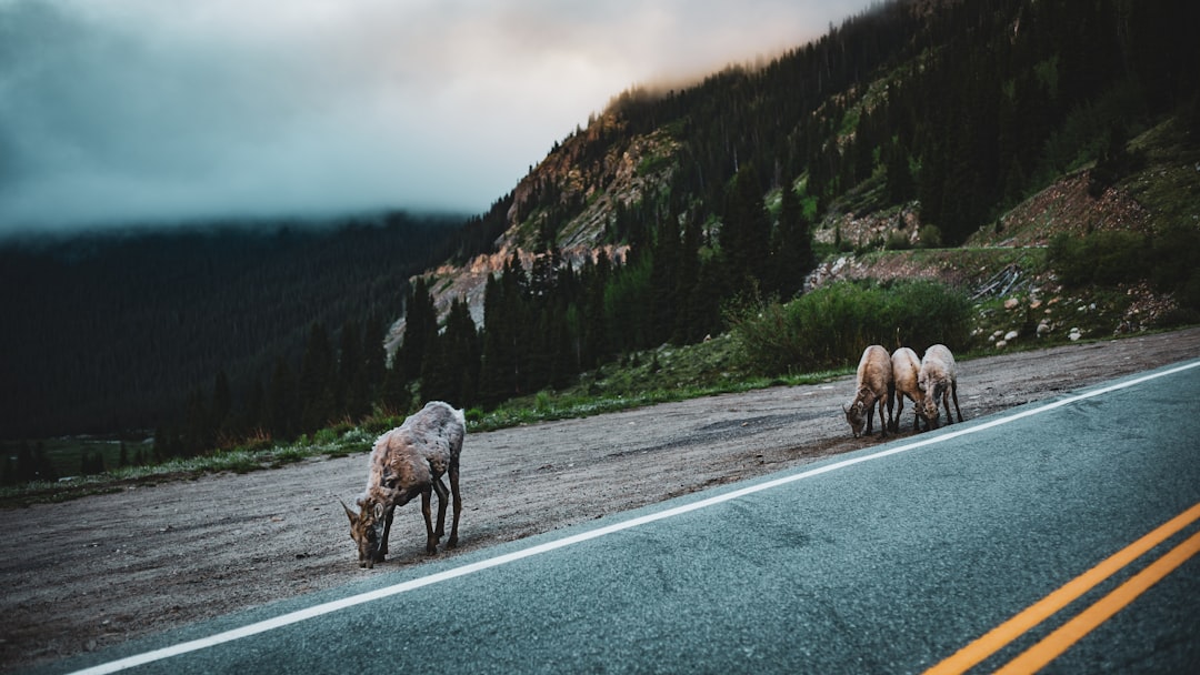 gray and white horse on gray asphalt road during daytime