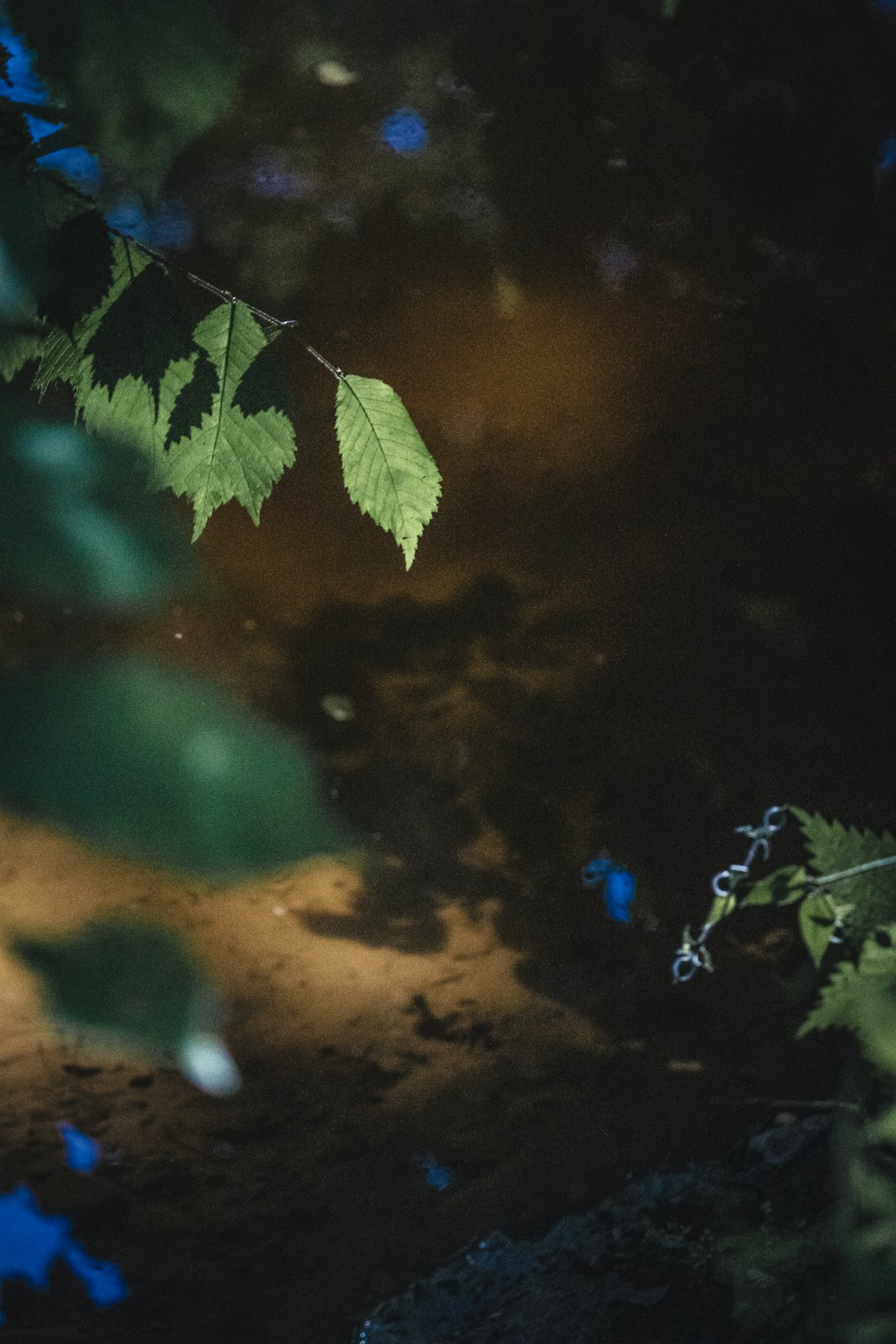 green leaves in close up photography