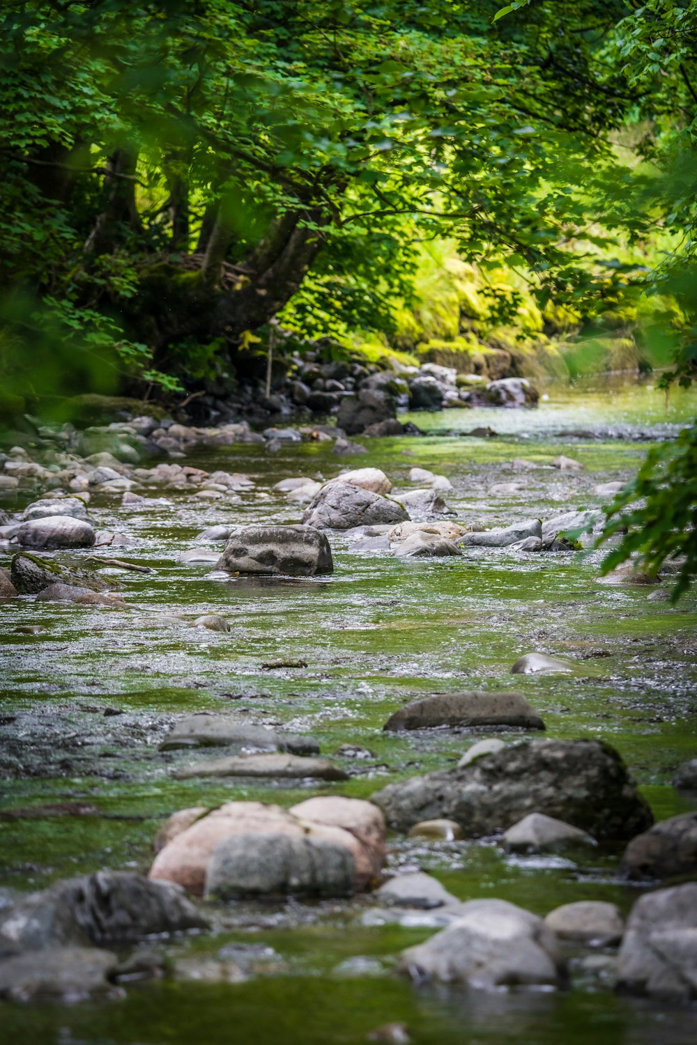 Graue Felsen am Fluss tagsüber