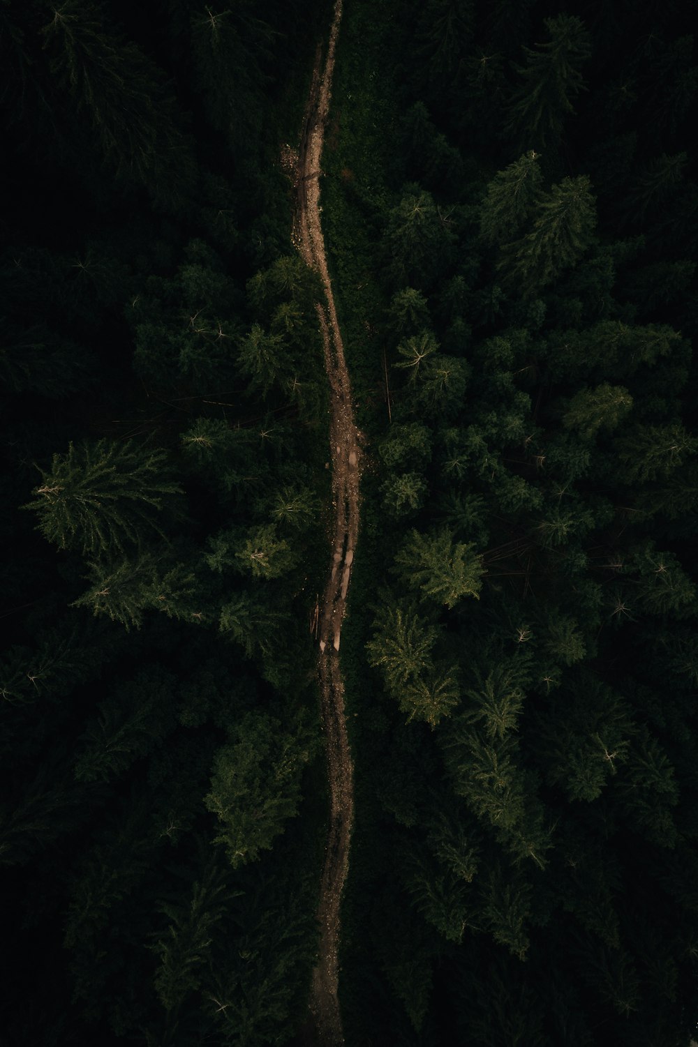 green and brown tree during daytime