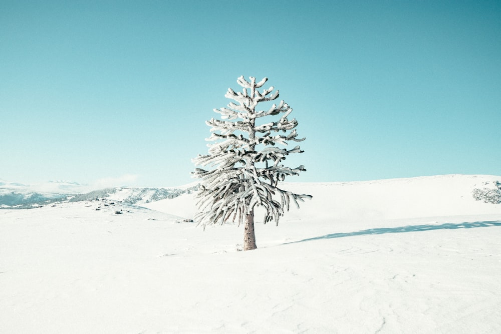 snow covered tree on snow covered ground under blue sky during daytime