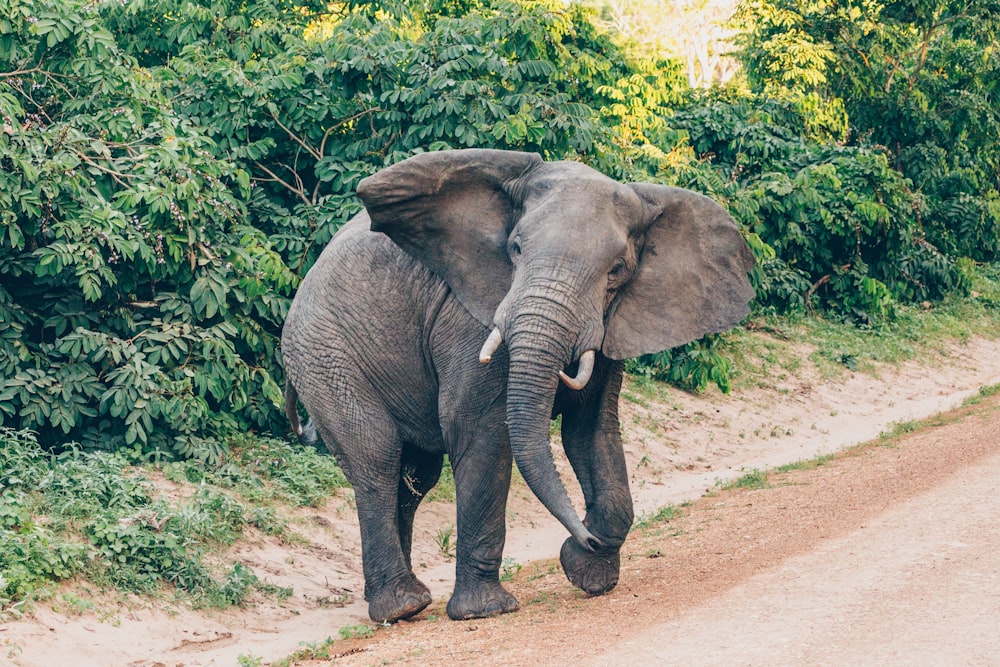 elephant walking on dirt road during daytime