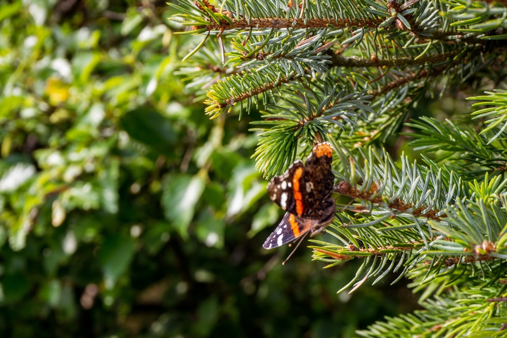 black orange and white bird on green tree