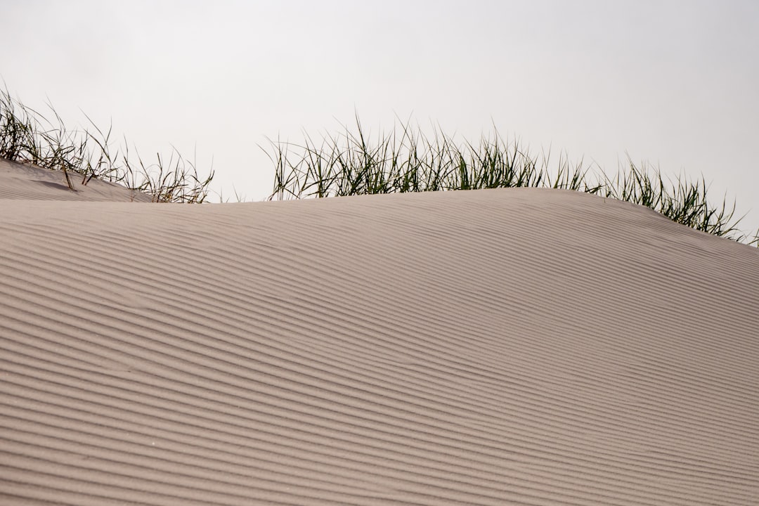 green grass on white sand