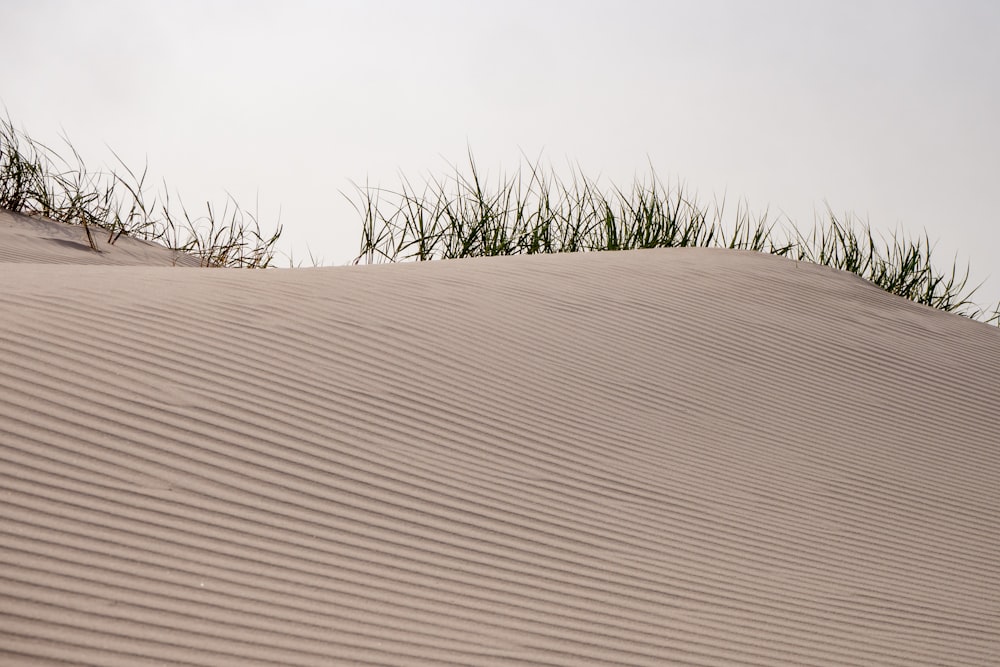 green grass on white sand