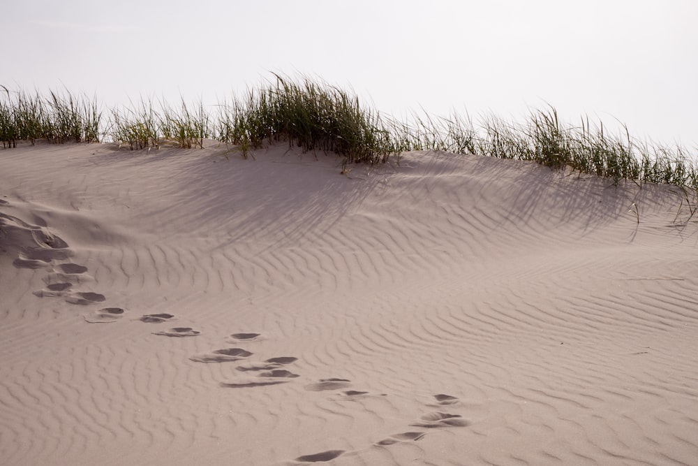 green grass on white sand