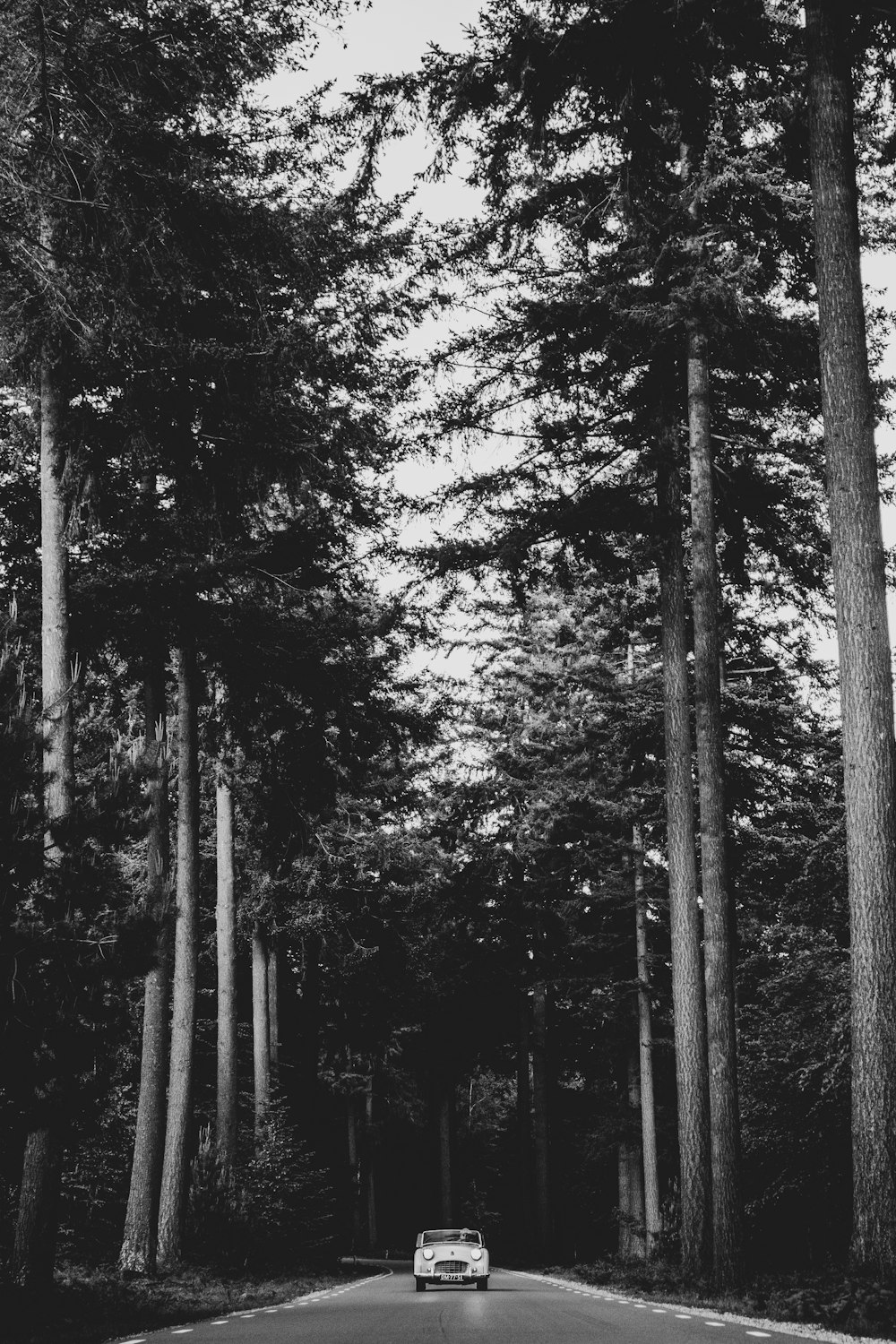 Foto en escala de grises de árboles durante el día