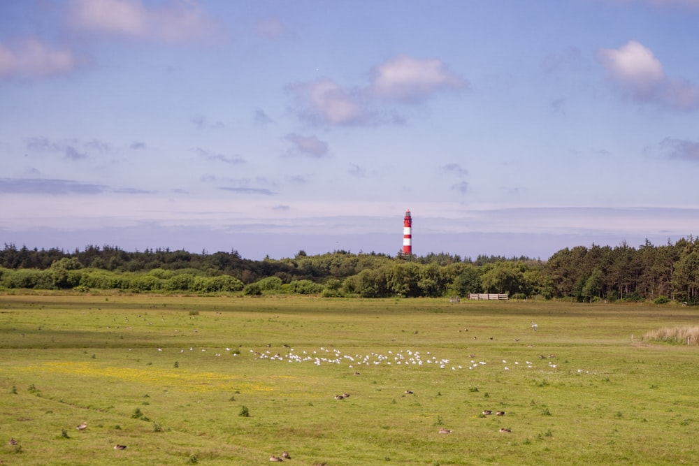 red and white lighthouse on green grass field under white clouds during daytime