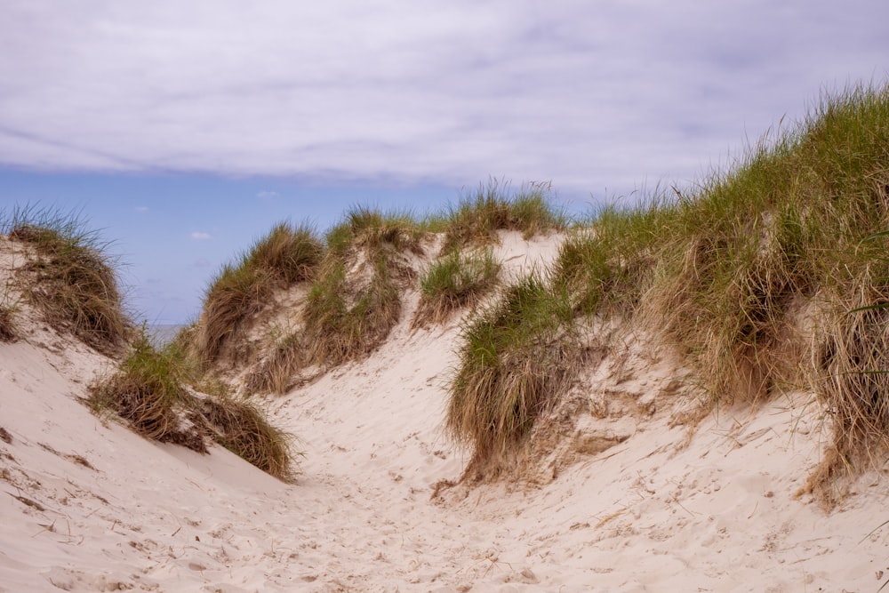 green grass on brown sand during daytime