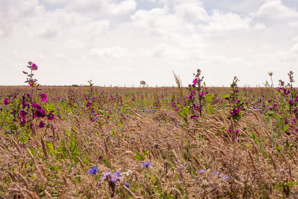 campo de flores púrpuras bajo nubes blancas durante el día