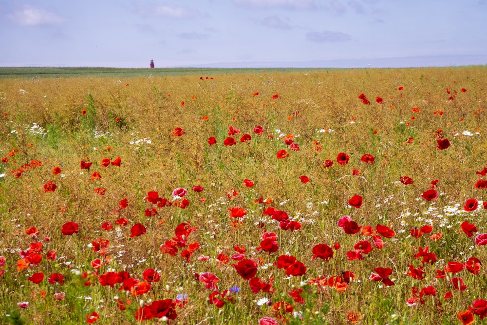 red and yellow flower field during daytime