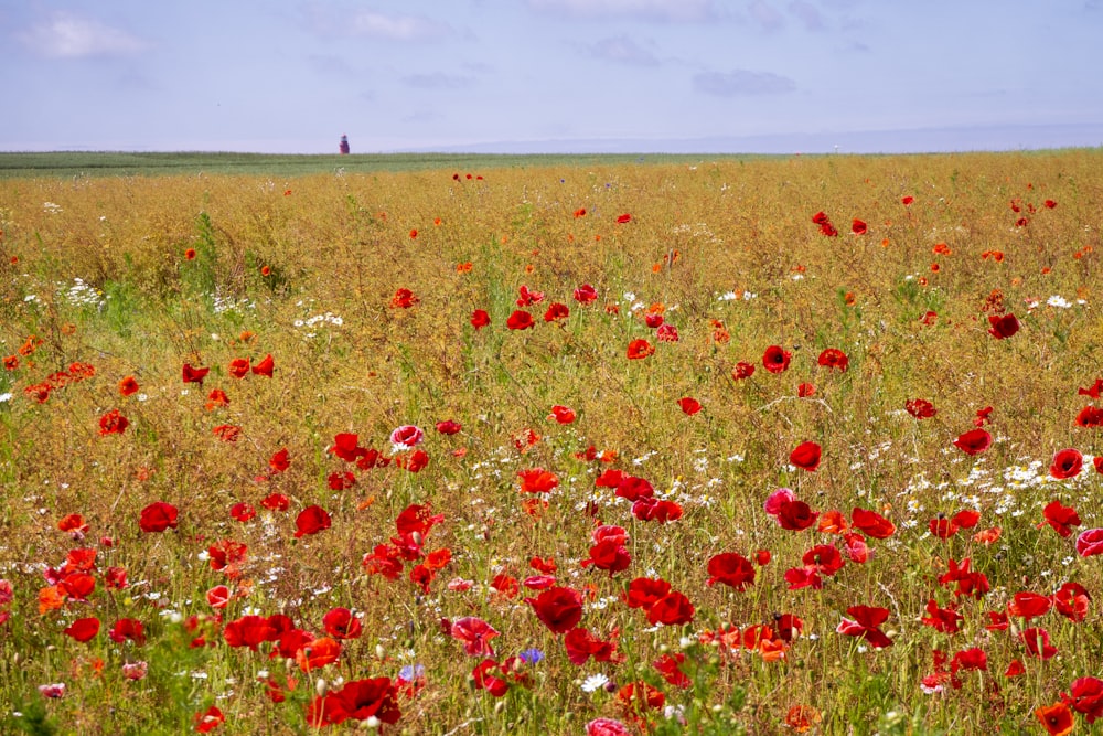 campo de flores rojas y amarillas durante el día