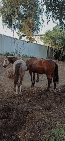 Two horses stand in a dirt-filled enclosure, surrounded by trees and a tall white fence. The ground is uneven and covered with dry foliage. One horse has a brown coat with a black mane and tail, while the other is mostly white with patches of brown. The setting appears peaceful with natural surroundings.