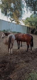 Two horses stand in a dirt-filled enclosure, surrounded by trees and a tall white fence. The ground is uneven and covered with dry foliage. One horse has a brown coat with a black mane and tail, while the other is mostly white with patches of brown. The setting appears peaceful with natural surroundings.