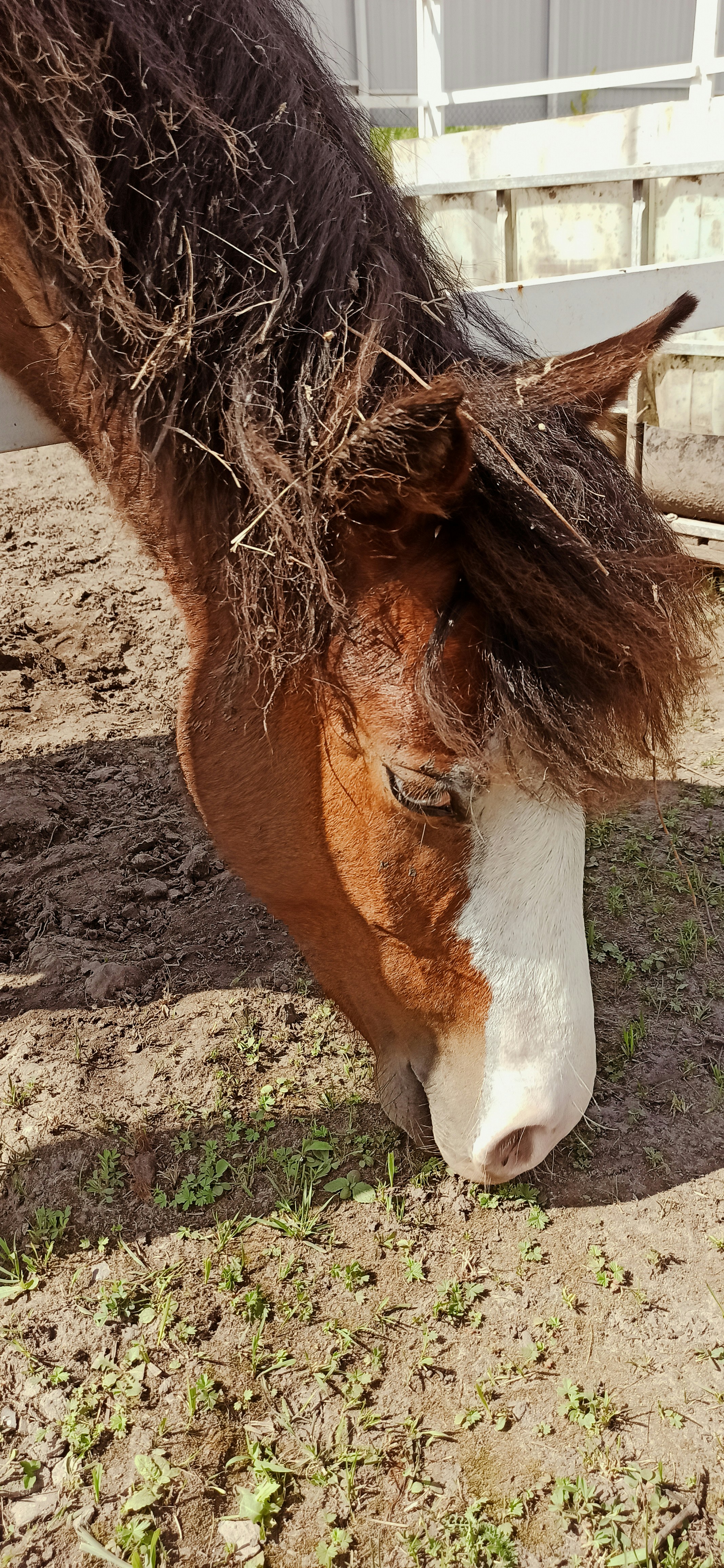 brown and white horse on brown soil