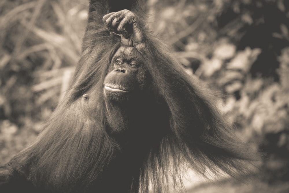 grayscale photo of gorilla in forest
