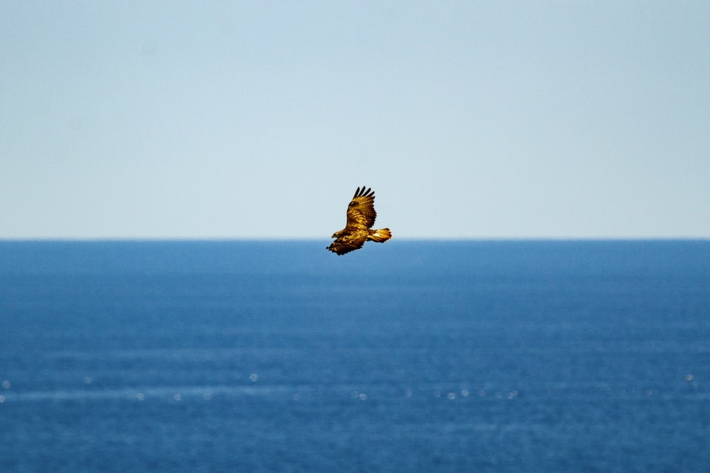 brown bird flying over the sea during daytime