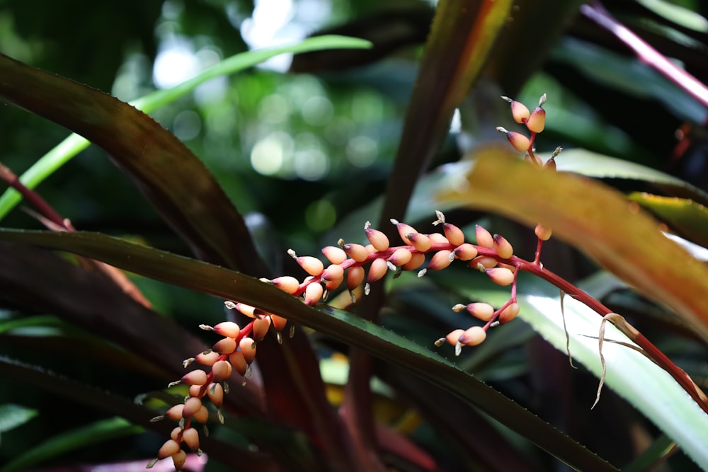 red round fruits on green leaves