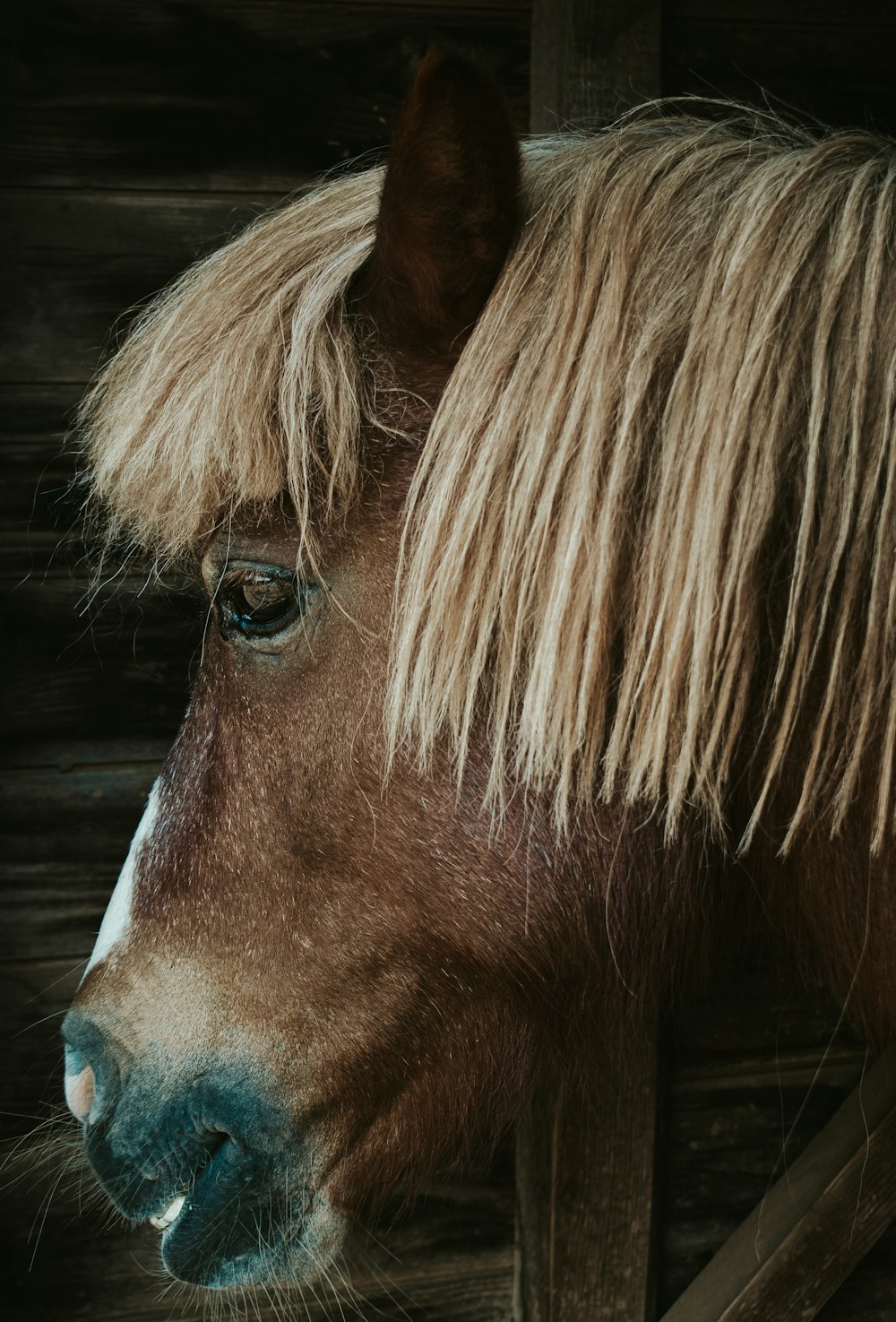 brown horse head in close up photography