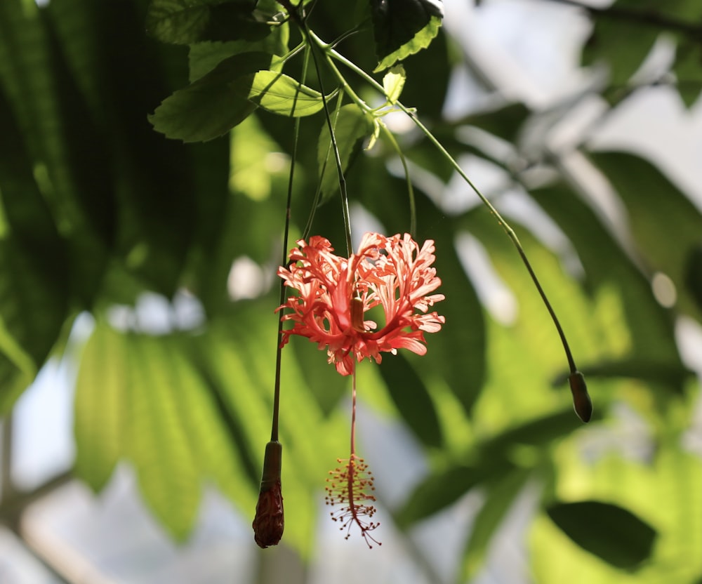 red flower in tilt shift lens